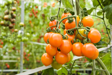 Branch of fresh cherry tomatoes hanging on trees in organic farm.の写真素材