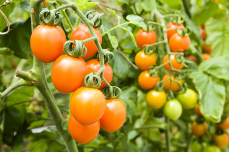 Branch of fresh cherry tomatoes hanging on trees in organic farm.の写真素材