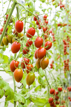 Branch of fresh cherry tomatoes hanging on trees in organic farm.の写真素材