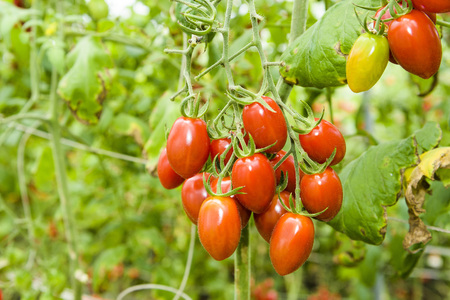 Branch of fresh cherry tomatoes hanging on trees in organic farm.の写真素材