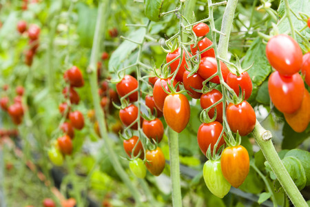 Branch of fresh cherry tomatoes hanging on trees in organic farm.の写真素材