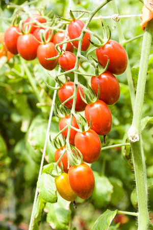 Branch of fresh cherry tomatoes hanging on trees in organic farm.の写真素材