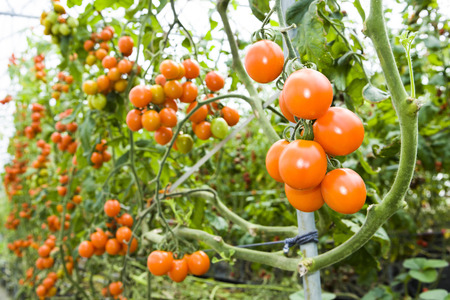 Branch of fresh cherry tomatoes hanging on trees in organic farm.の写真素材