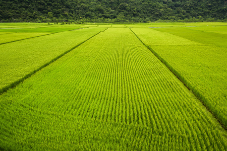 Green Rice Field with Mountains Background, Taiwan eastern.の写真素材