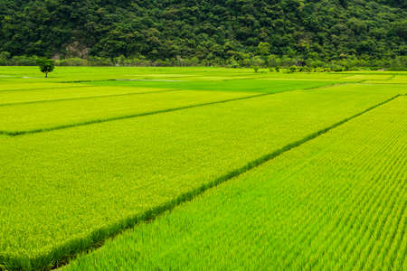 Ripe crop field with mountains background, Taiwan eastern.の写真素材
