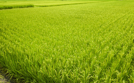 Green Rice Field with Mountains Background, Taiwan eastern.の写真素材