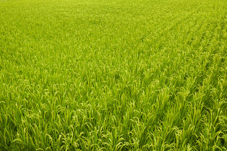 Green Rice Field with Mountains Background, Taiwan eastern.の写真素材