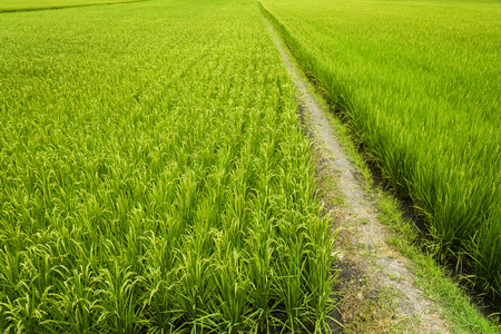 Green Rice Fieldの写真素材