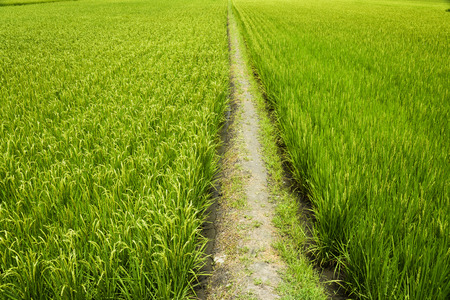 Green Rice Field , Taiwan eastern.の写真素材