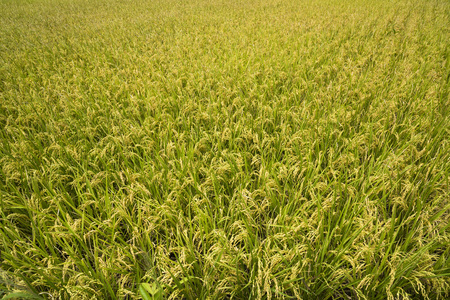 Green Rice Fieldの写真素材