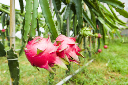 Raw pitahaya fruit on a treeの写真素材