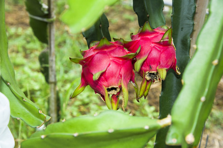 Raw pitahaya fruit on a treeの写真素材