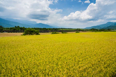 Green Rice Field with Mountains under Blue Sky, Taiwan eastern.の写真素材