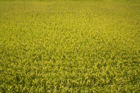 Green Rice Field with Mountains  under Blue Sky, Taiwan eastern.の写真素材