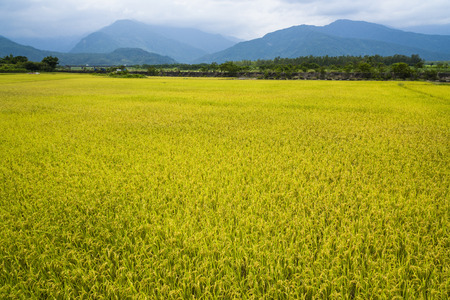 Green Rice Field with Mountains  under Blue Sky, Taiwan eastern.の写真素材