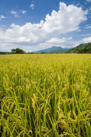 Green Rice Field with Mountains  under Blue Sky, Taiwan eastern.の写真素材