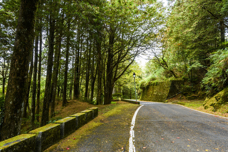 Mountain road in green forestの写真素材