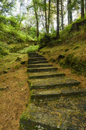 Stone stair in green forestの写真素材