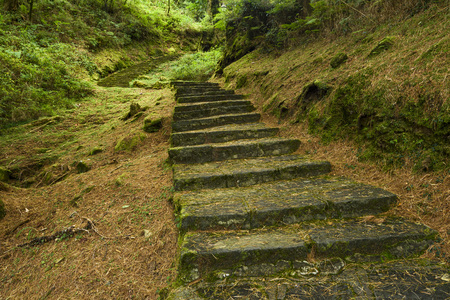 Stone stair in green forestの写真素材