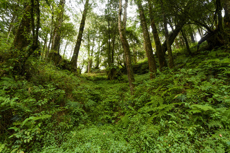Natural green fern in the forestの写真素材
