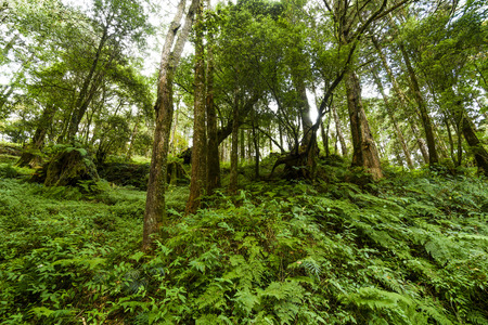 Natural green fern in the forestの写真素材