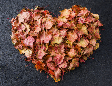 Heart-shaped maple leaf on a blackの写真素材