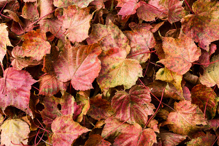 Red and Orange Autumn Leavesの写真素材