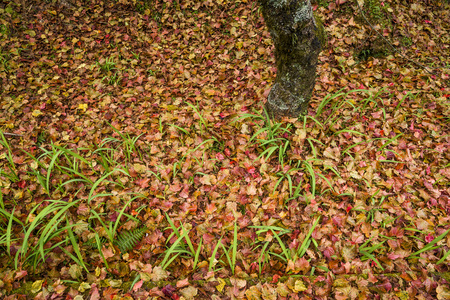 Colorful foliage in the autumn parkの写真素材
