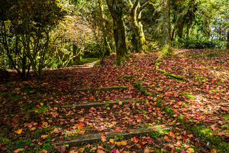 Colorful foliage in the autumn parkの写真素材