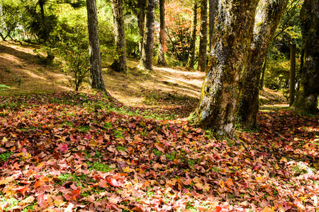 Colorful foliage in the autumn parkの写真素材