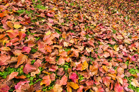 Colorful foliage in the autumn parkの写真素材