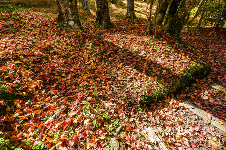 Colorful foliage in the autumn parkの写真素材