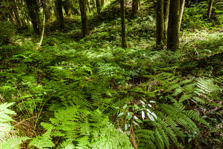Natural green fern in the forestの写真素材