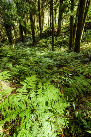 Natural green fern in the forestの写真素材
