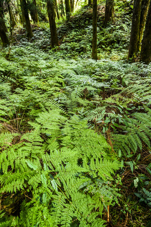 Natural green fern in the forestの写真素材