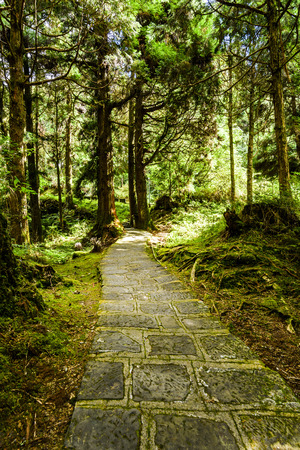 Stone stair in green forestの写真素材