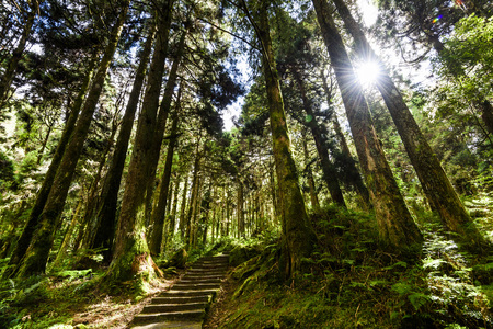 Beautiful green forestの写真素材