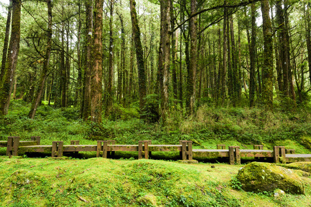 Wooden walkway through in forest at morningの写真素材