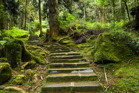 Stone stair in green forestの写真素材