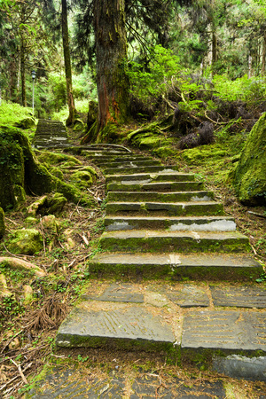 Stone stair in green forestの写真素材