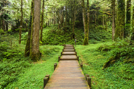 Wooden walkway through in forest at morningの写真素材