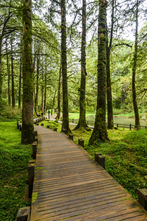 Wooden walkway through in forest at morningの写真素材