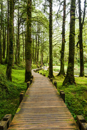Wooden walkway through in forest at morningの写真素材