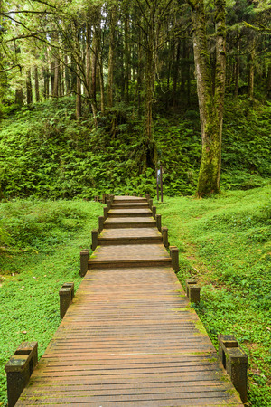 Wooden walkway through in forest at morningの写真素材