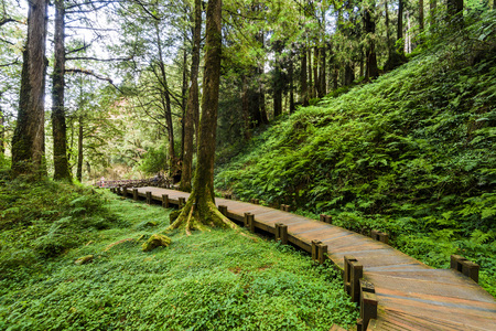 Wooden walkway through in forest at morningの写真素材