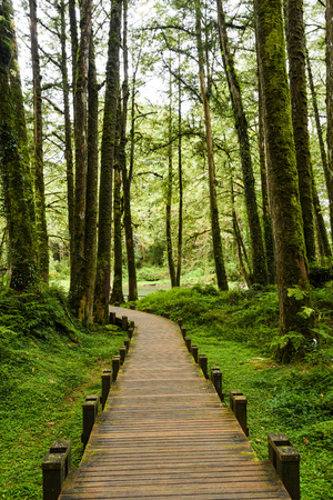 Wooden walkway through in forest at morningの写真素材