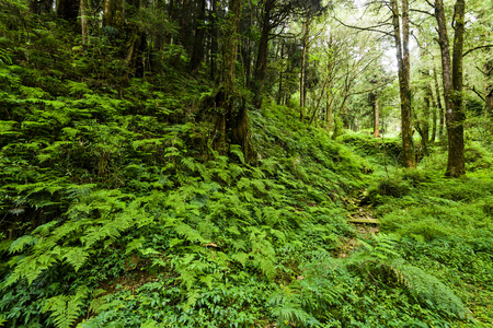 Natural green fern in the forestの写真素材