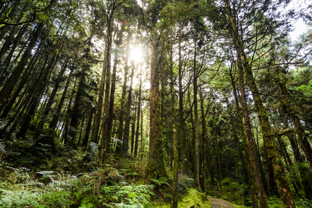 Beautiful green forestの写真素材