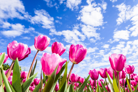 Beautiful tulips with blue sky backgroundの写真素材