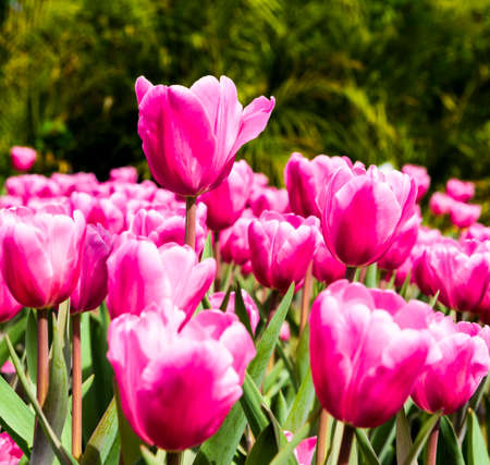 Close-up of tulips growing in the gardenの写真素材